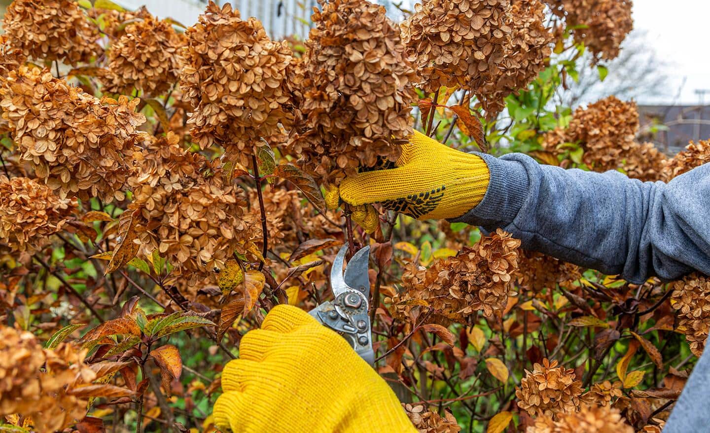 Syyshoito hortensioille: Näin varmistat upean kukinnan ensi kesänä