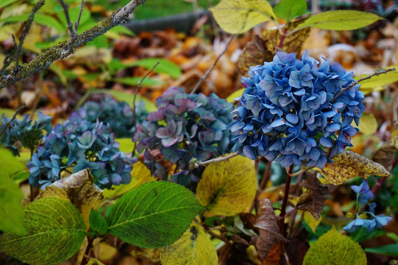 Syyshoito hortensioille: Näin varmistat upean kukinnan ensi kesänä