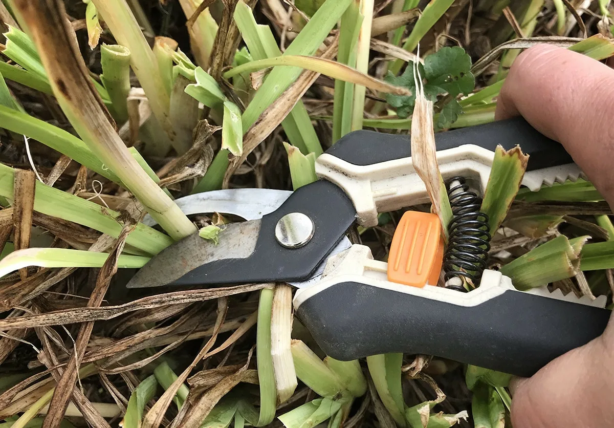 5 kasvia, joita ei saa leikata lokakuussa