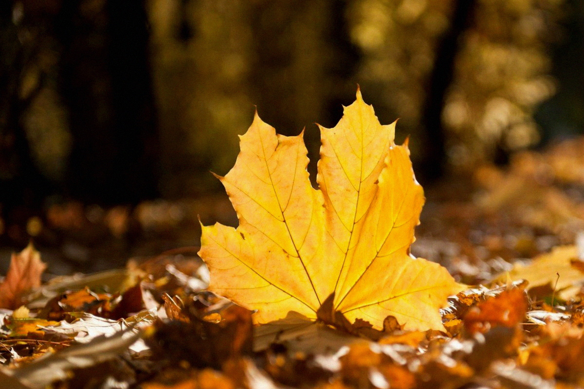 Mitä tehdä pudonneille lehdille: Älä polta tai heitä roskiin – hyödynnä näin!