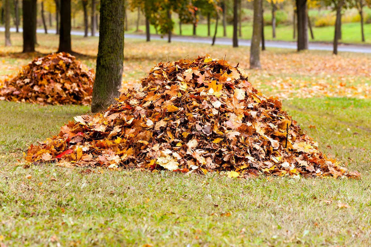 Mitä tehdä pudonneille lehdille: Älä polta tai heitä roskiin – hyödynnä näin!