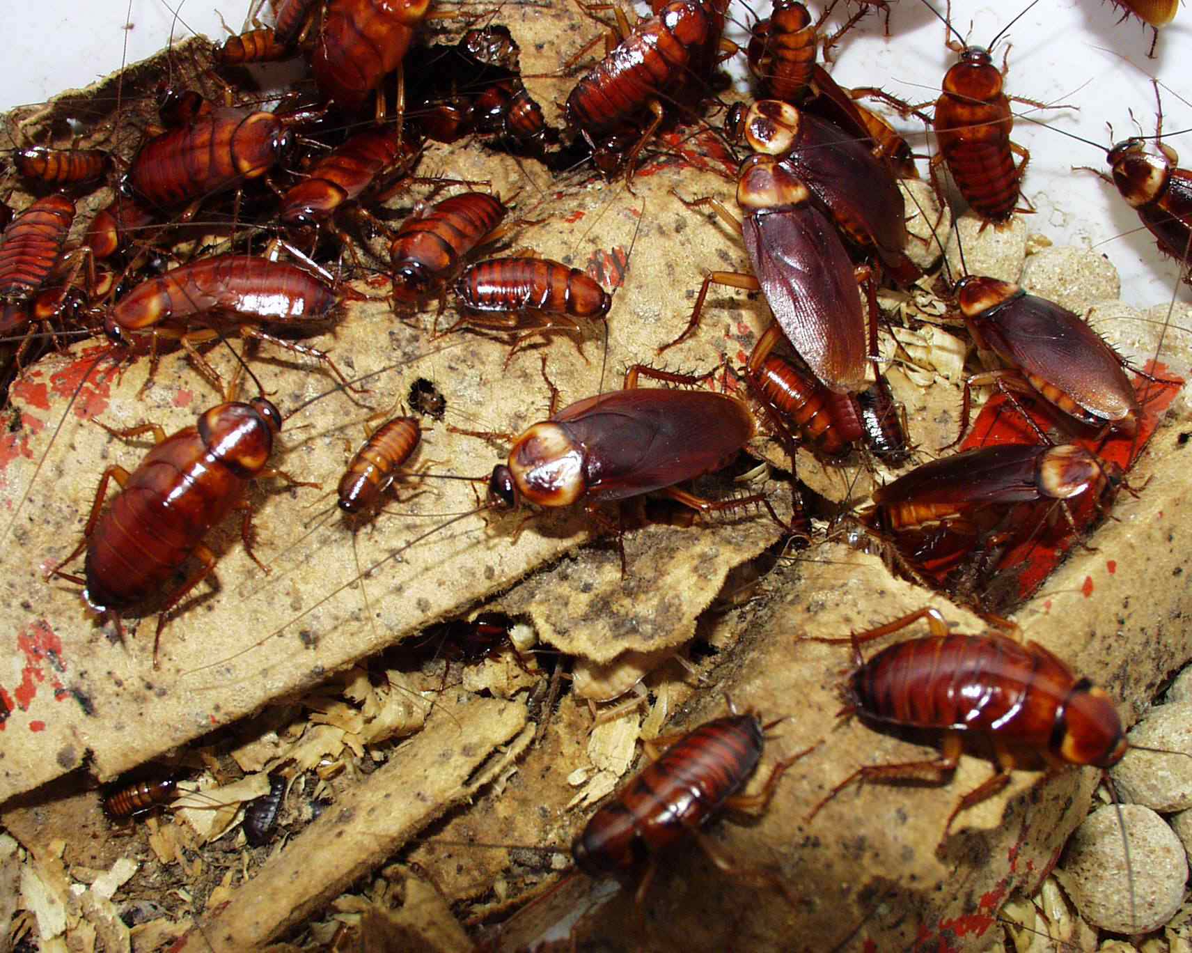 Torakoiden torjunta kotona