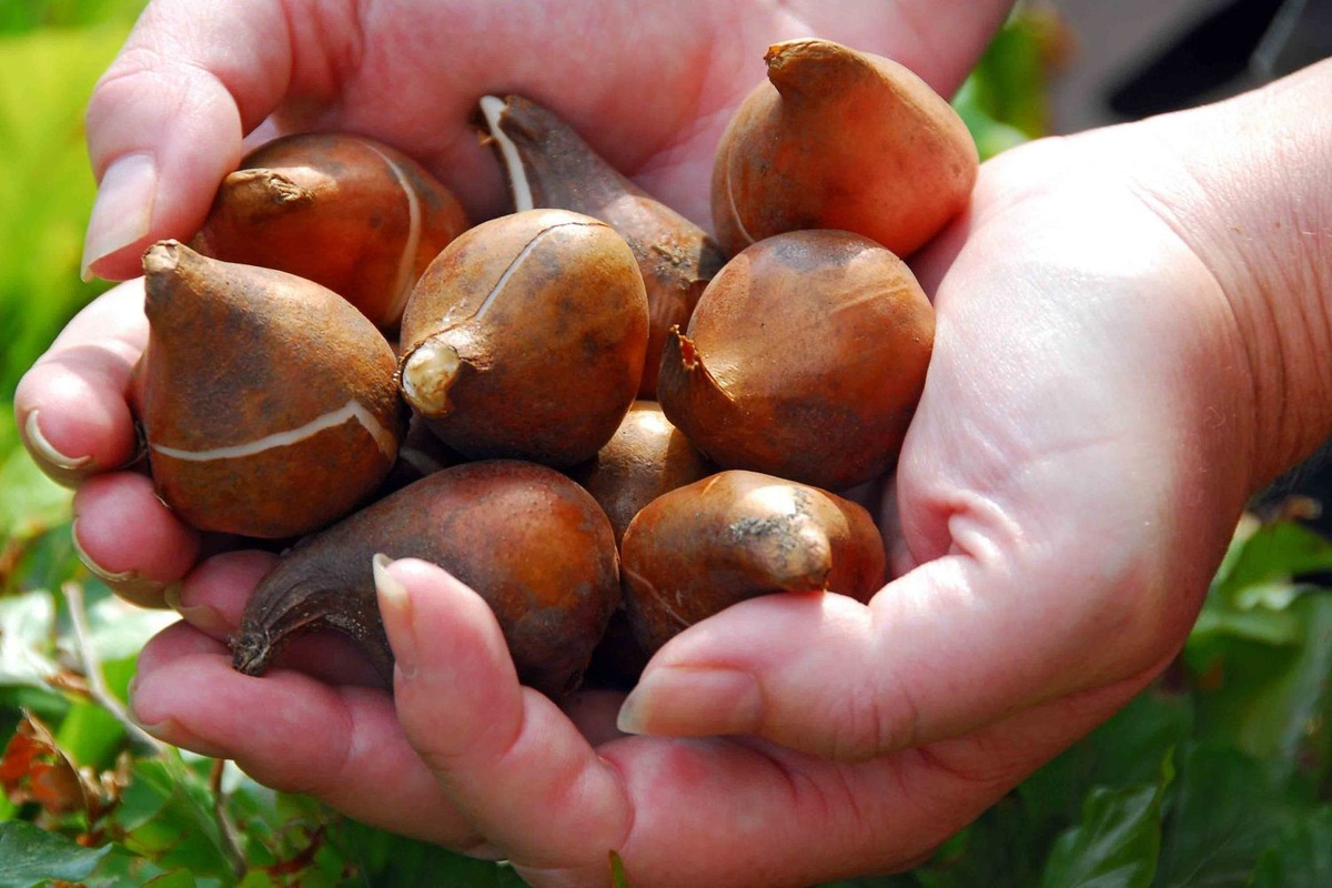 Sipulien talvisäilytys tulppaaneille