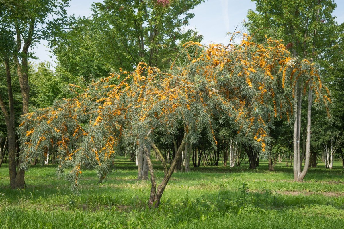 Kuinka kasvattaa, korjata ja säilyttää tyrnin hyödyt