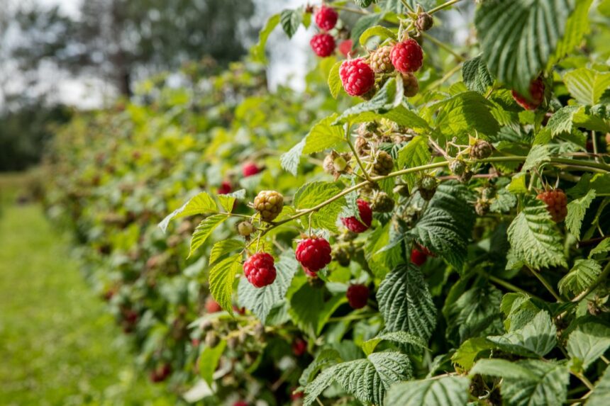 Pitääkö vadelmapensaita lannoittaa syksyllä: Näin varmistat runsaan sadon