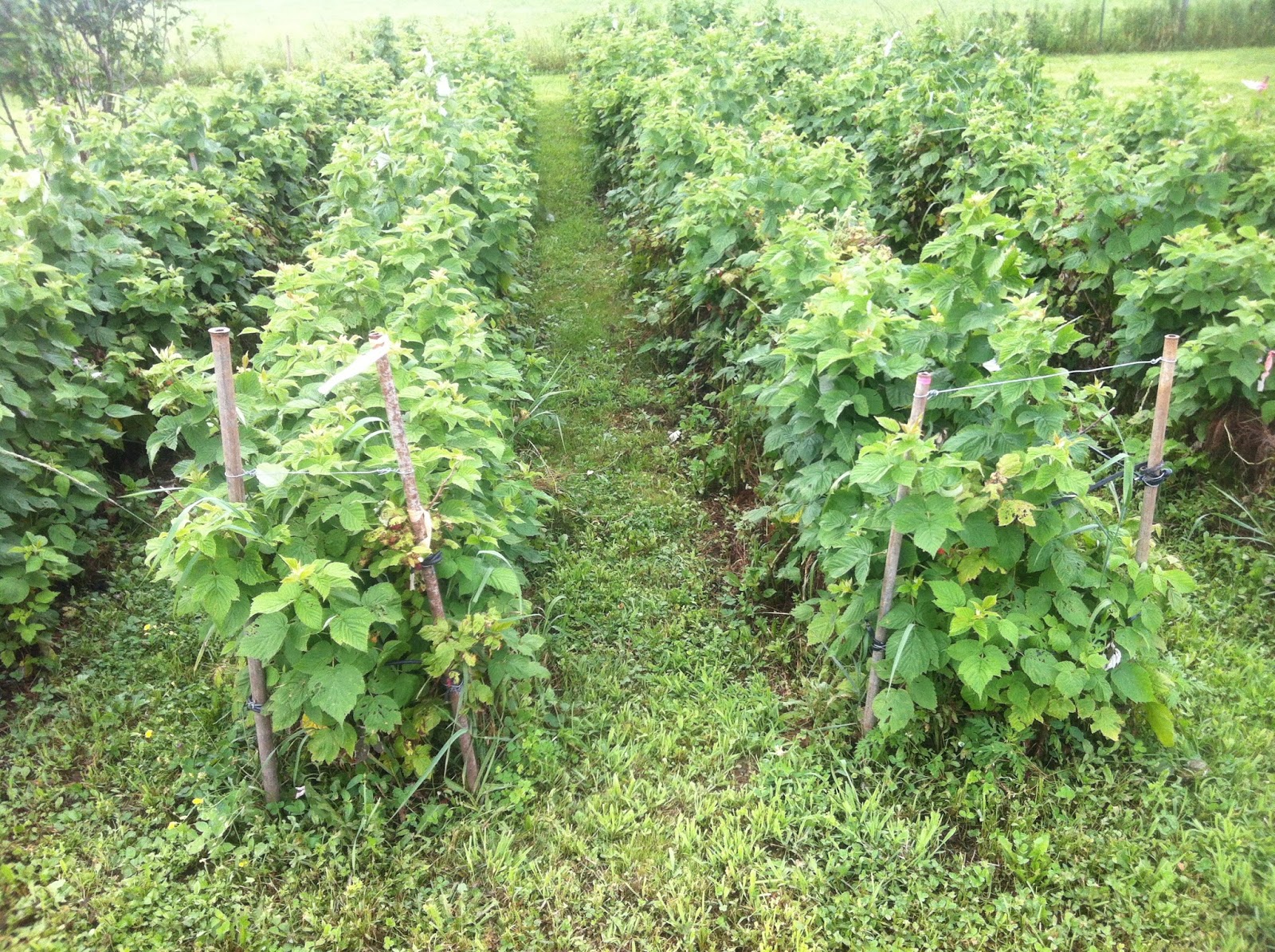 Kuinka lannoittaa vadelmia syksyllä: Kokeneiden puutarhureiden vinkit