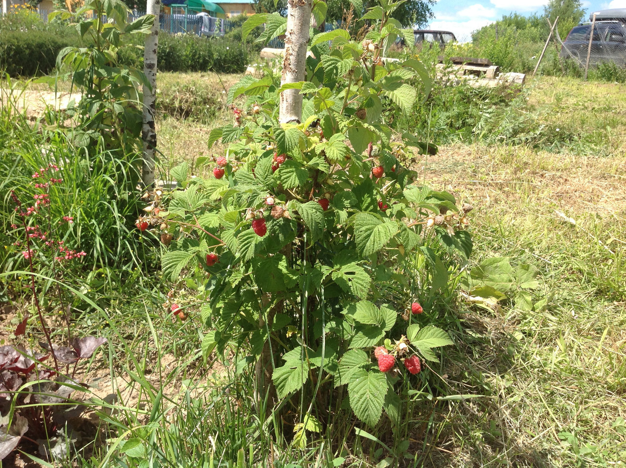 Kuinka lannoittaa vadelmia syksyllä: Kokeneiden puutarhureiden vinkit