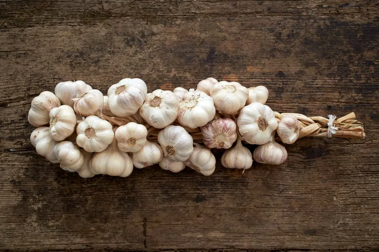 Valkosipulin säilytys kevääseen