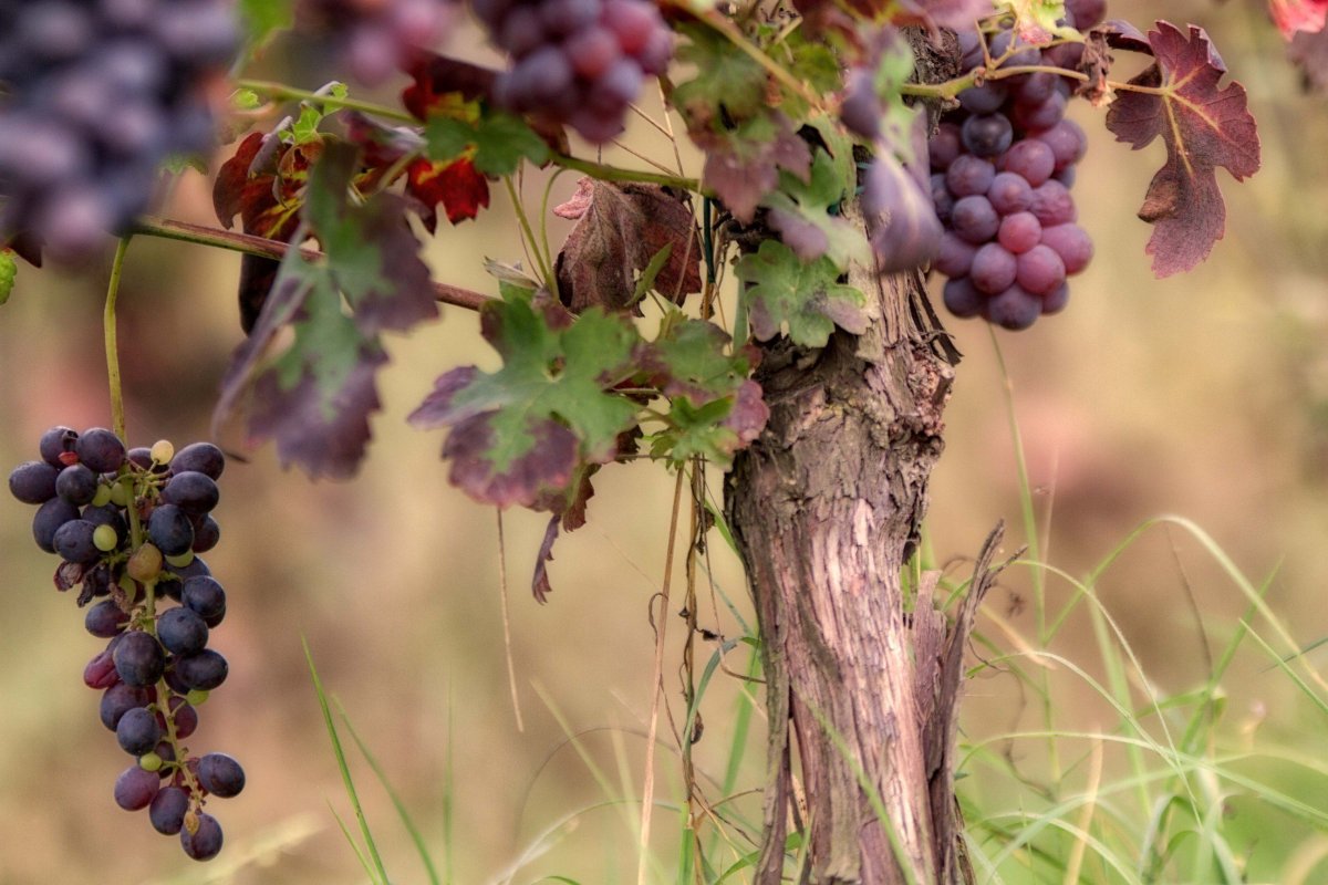 Viiniköynnöksen valmistelu talvikauteen