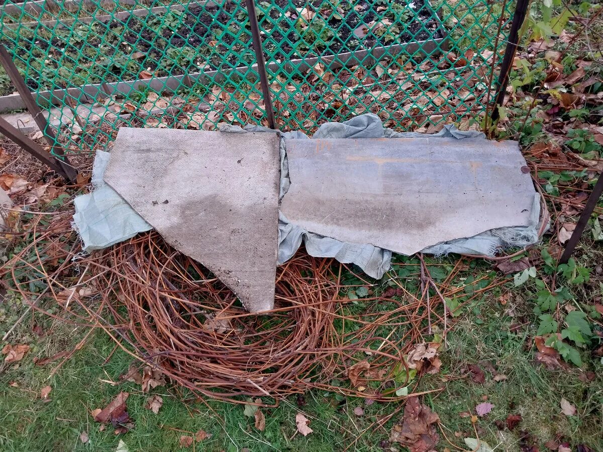 Kuinka suojata viiniköynnös talveksi: Varmista mehukas sato ensi vuonna