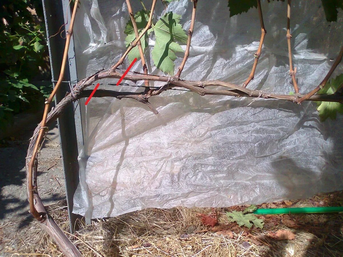 Kuinka suojata viiniköynnös talveksi: Varmista mehukas sato ensi vuonna