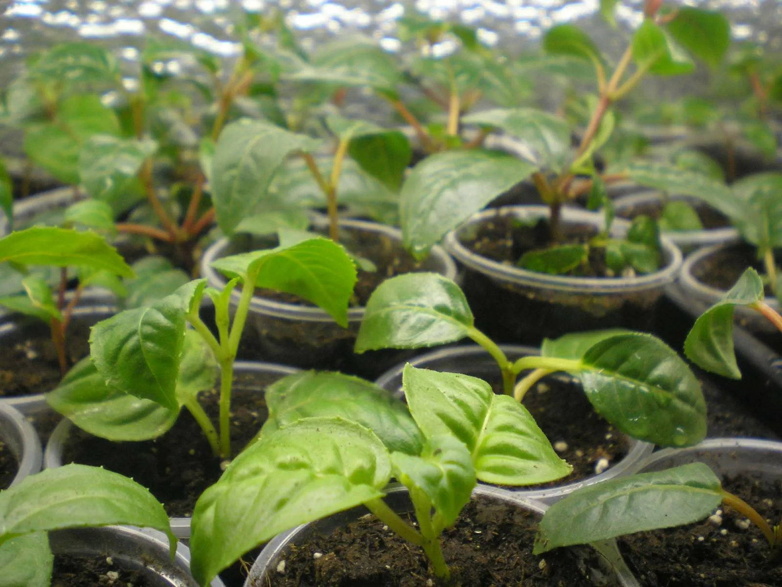 Monivuotiset yksivuotiset: Mitä kukkia voi pitää sisällä talven ajan?