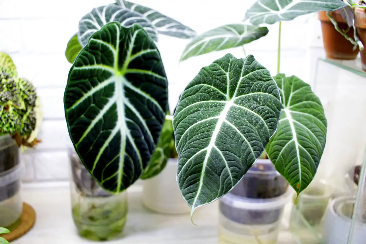 Alokasia hoito salat kotona – vehreät lehdet ympäri vuoden