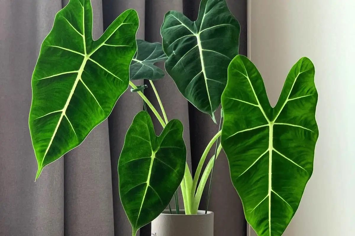 Alokasia hoito salat kotona – vehreät lehdet ympäri vuoden