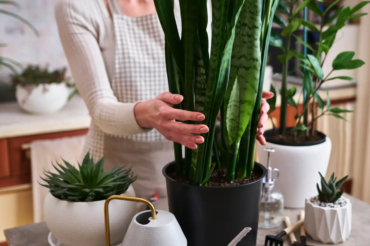 Anoppiinkieli: Marraskuun hoitovinkit, jotta se kukkii runsaasti kesällä