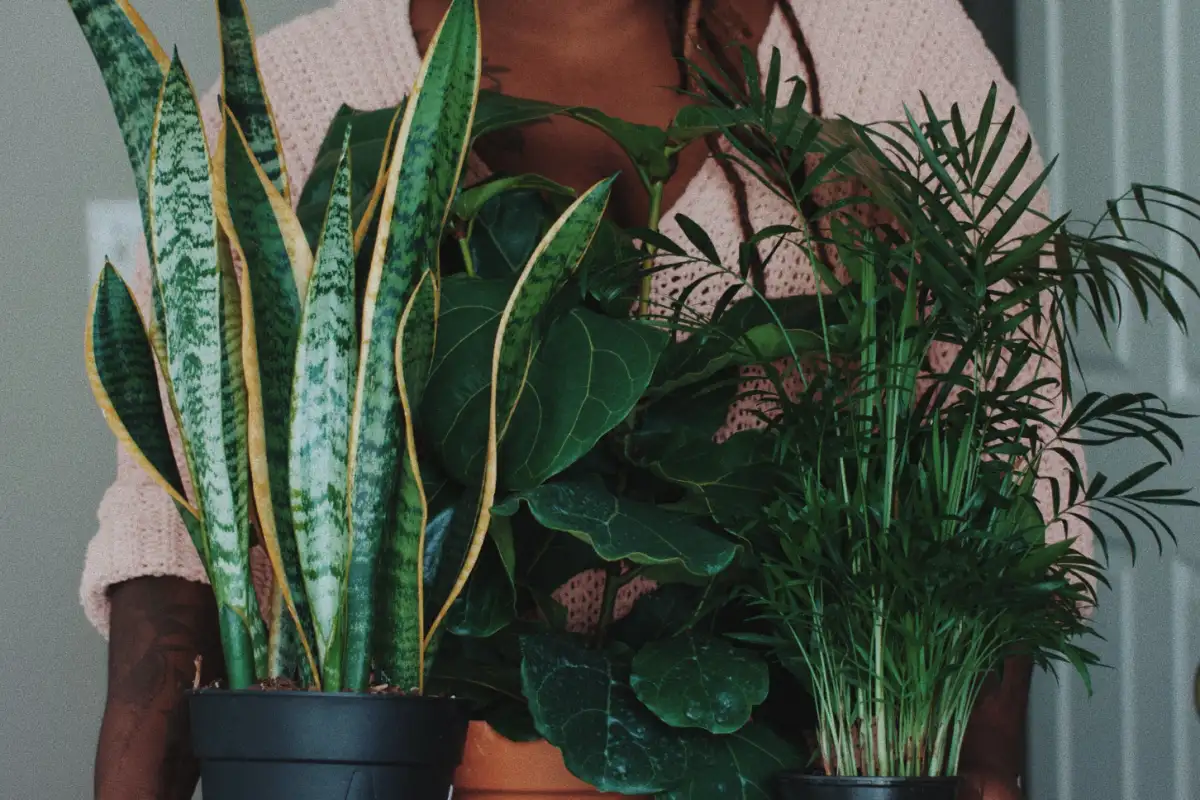 Anoppiinkieli: Marraskuun hoitovinkit, jotta se kukkii runsaasti kesällä