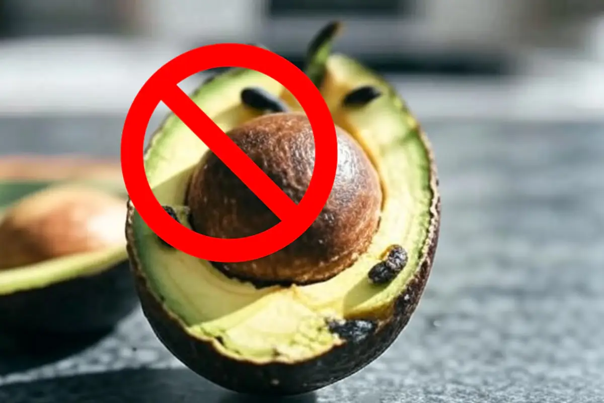 Uskomatonta, Mutta Totta: Avokado Pysyy Tuoreena Jopa 120 Päivää – Tässä Nerokas Keittiökikka