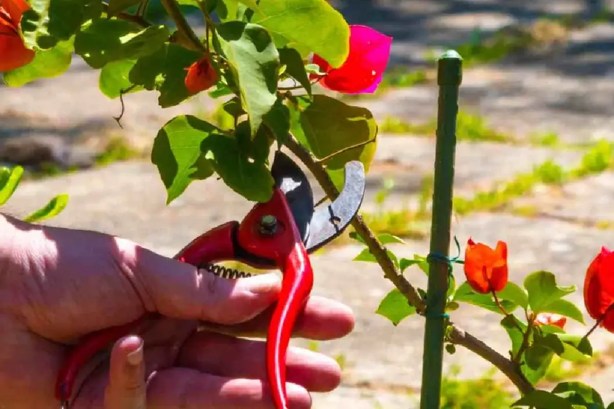 Buganvilla hoito marraskuussa: Näin saat sen kukkimaan värikkäänä puutarhassa