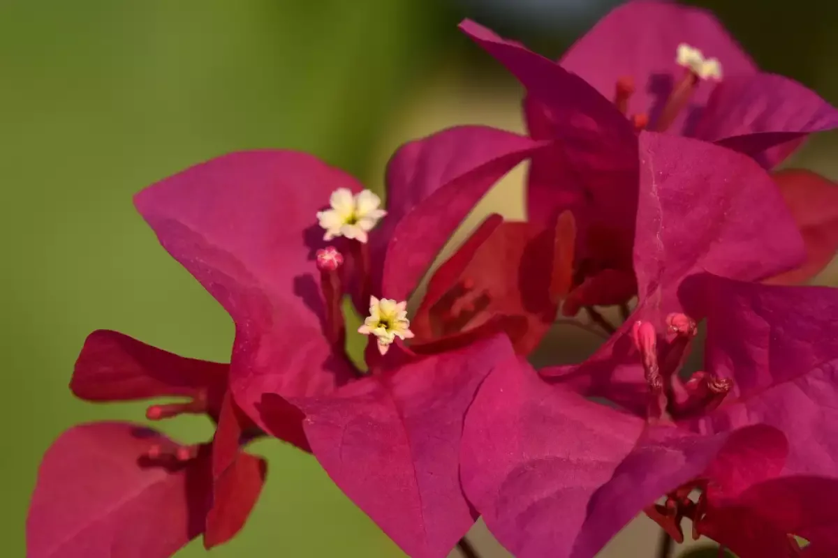 Buganvilla hoito marraskuussa: Näin saat sen kukkimaan värikkäänä puutarhassa