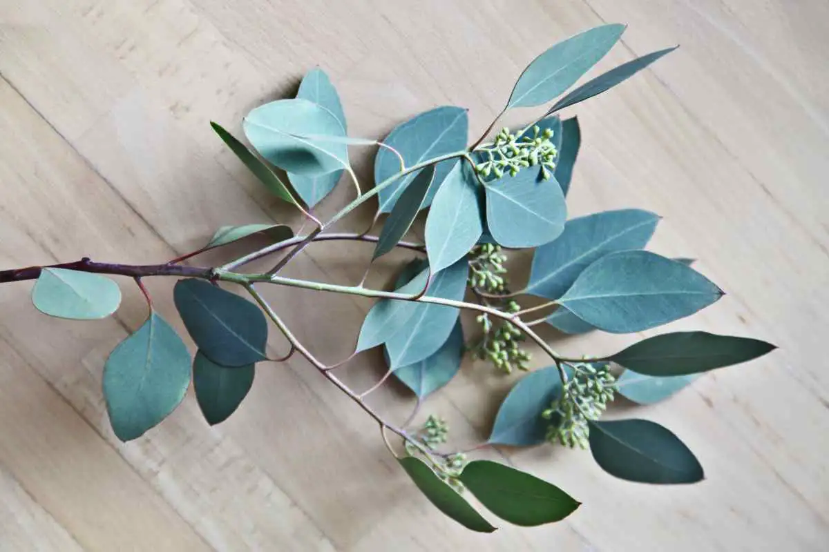 Ripusta eukalyptus suihkuun – tämä 30 sekunnin temppu muuttaa kotisuihkusi täydelliseksi hyvinvointielämykseksi joka ikinen päivä 