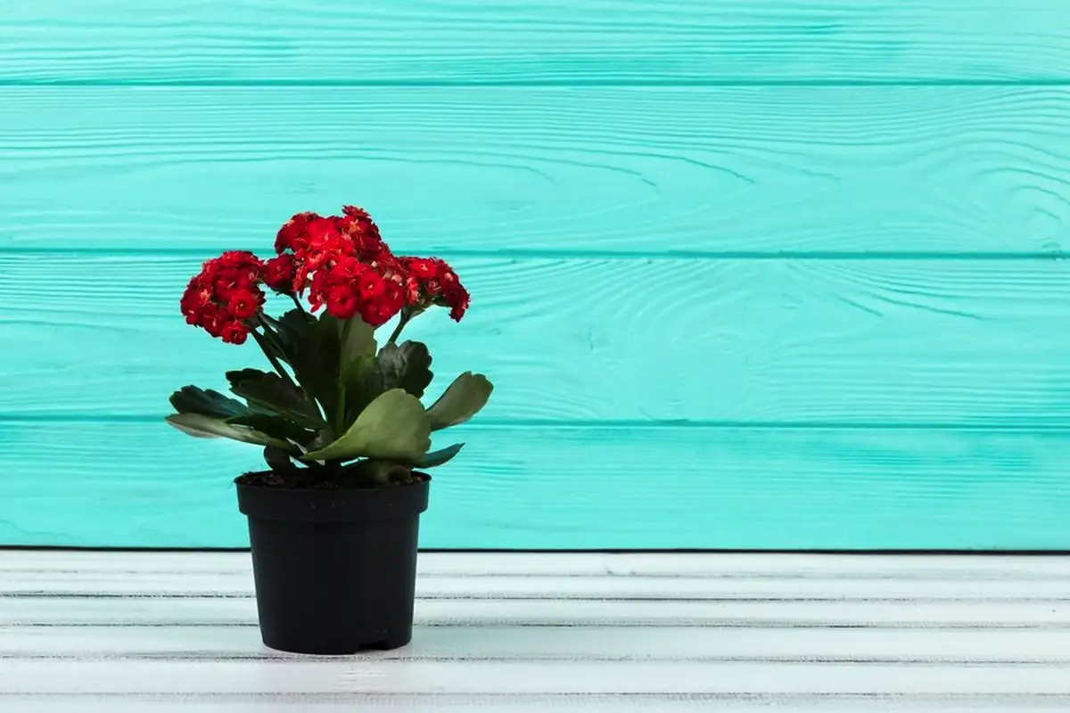 Neilikkakattila ja mummun muut kultaiset niksit – näin paistat vaikka joka ilta, eikä koti haise koskaan friteeraukselta