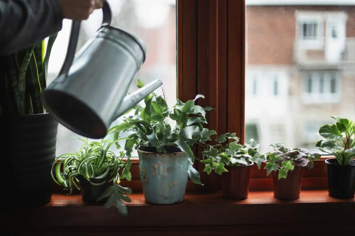 Kasteluvesi kasveille: Paras vaihtoehto, joka pitää viherkasvit elinvoimaisina ja terveinä
