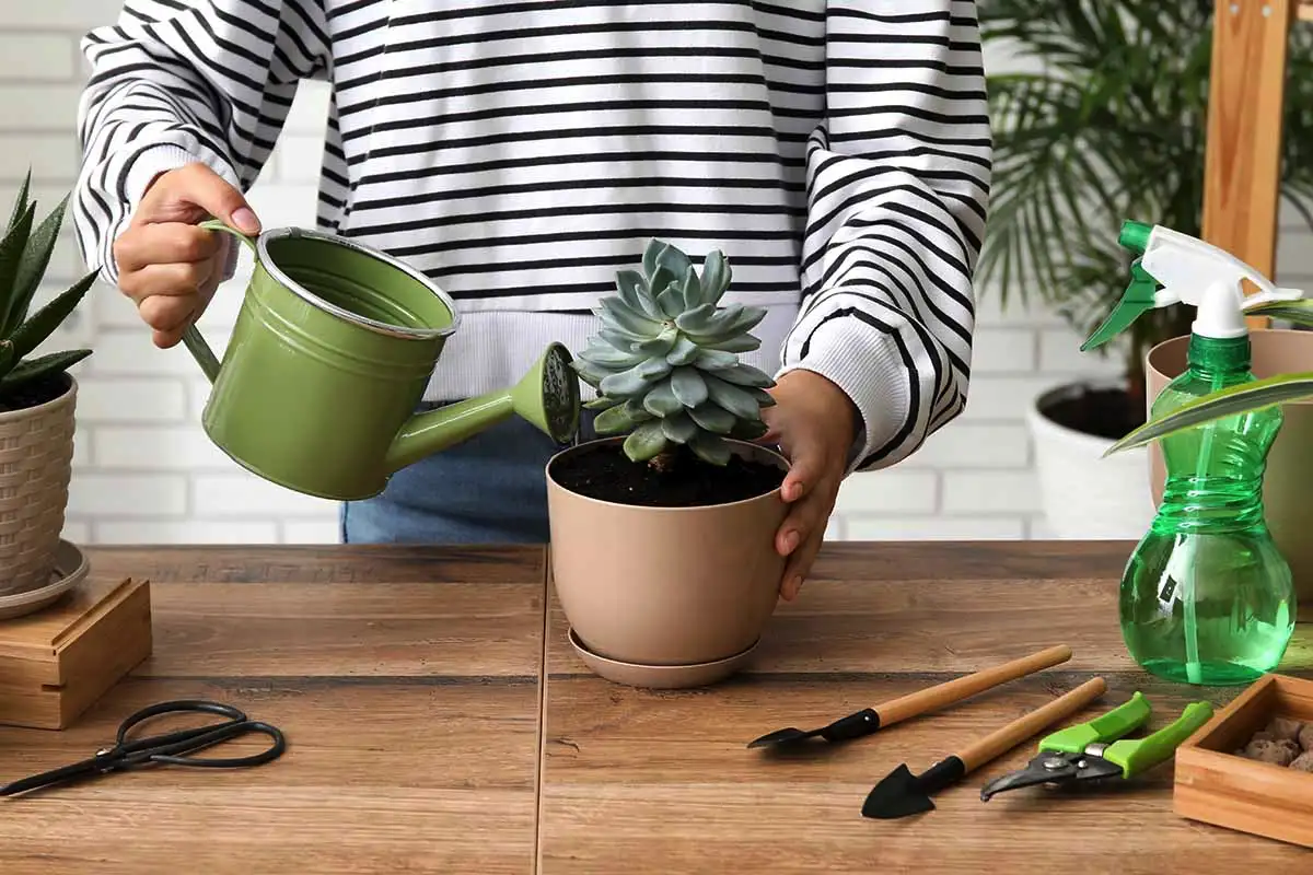 Kasteluvesi kasveille: Paras vaihtoehto, joka pitää viherkasvit elinvoimaisina ja terveinä