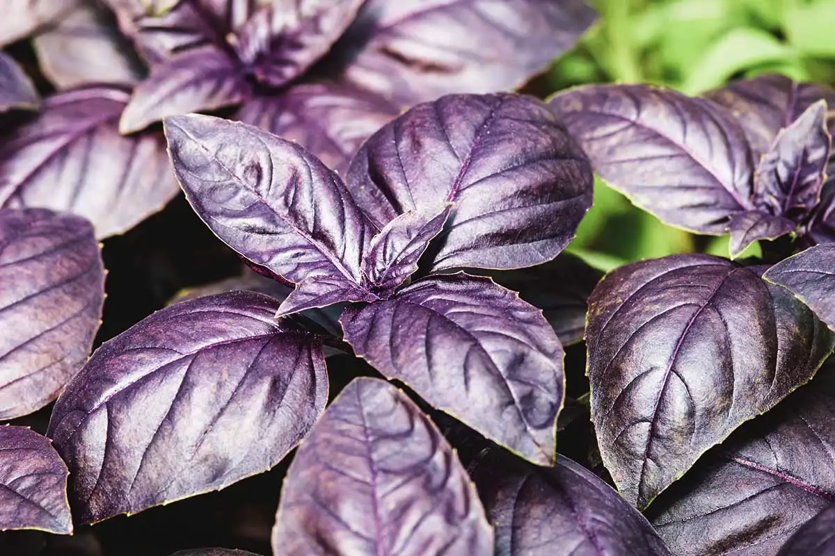 Parempi kuin sitronella: kasvi, joka karkottaa hyttysiä ja kukkii ympäri vuoden lähes ilman hoitoa