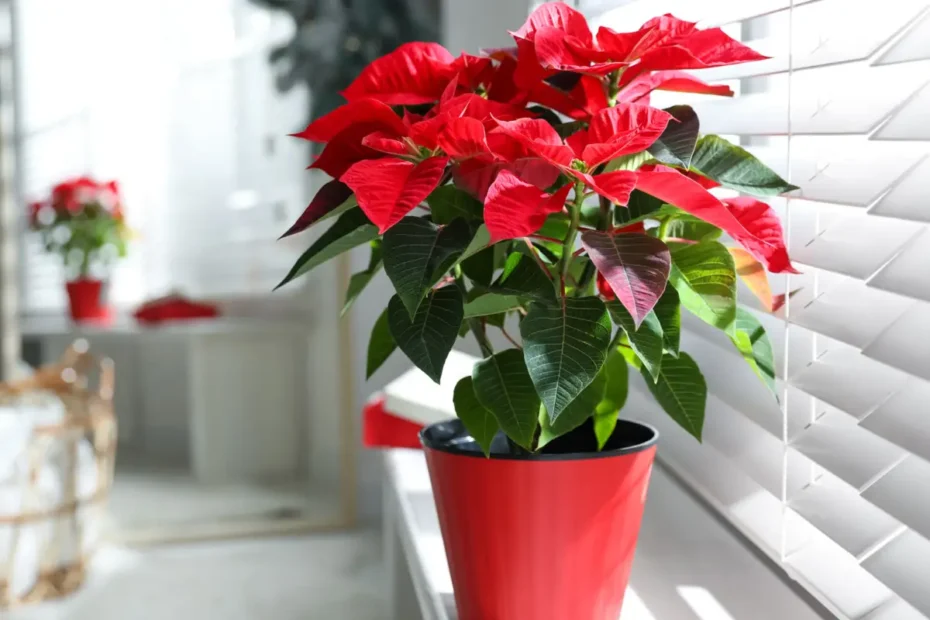 Kuusi kasvia, jotka saavat kokeneenkin viherpeukalon itkemään: älä osta näitä, jos olet aloittelija