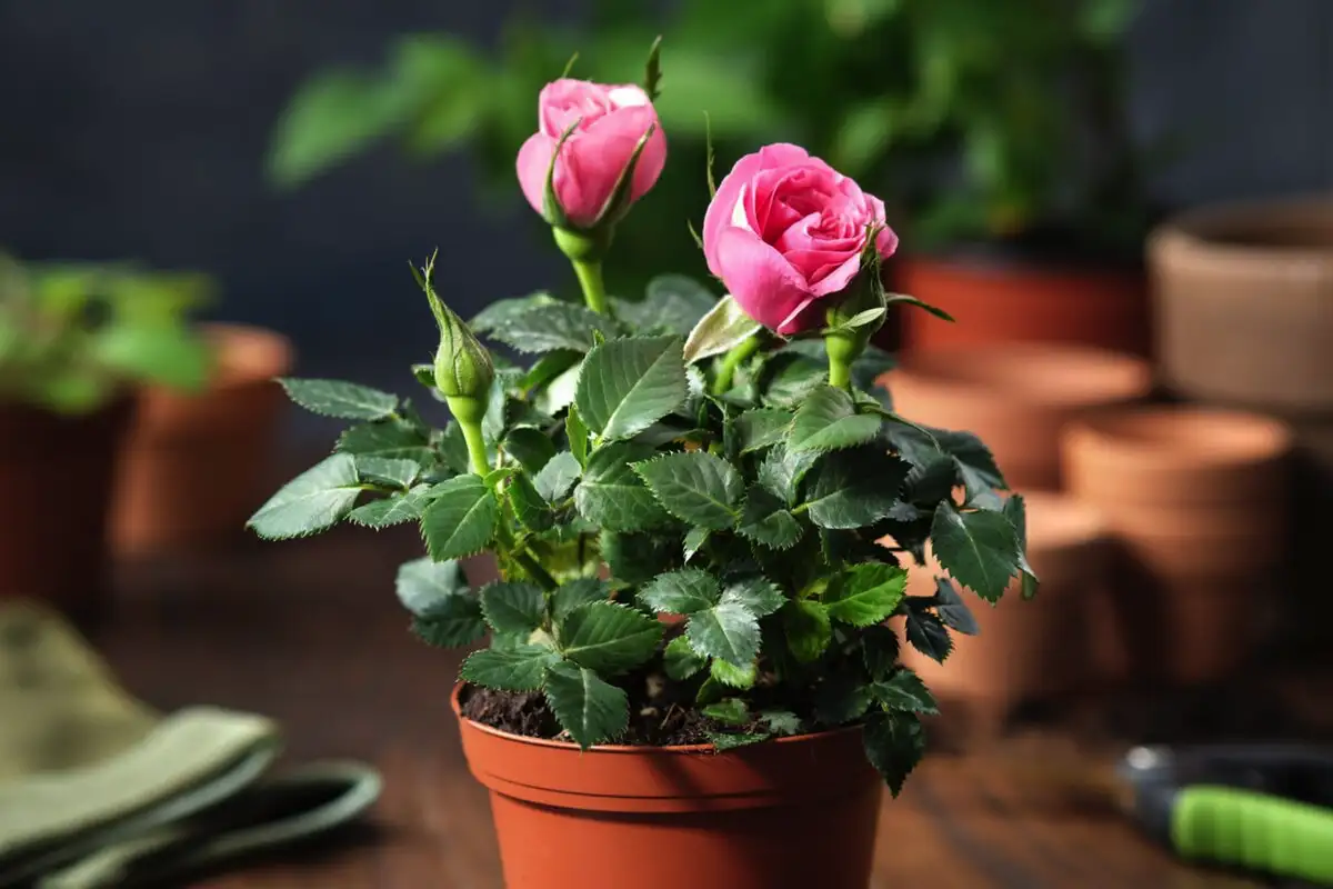 Kuusi kasvia, jotka saavat kokeneenkin viherpeukalon itkemään: älä osta näitä, jos olet aloittelija