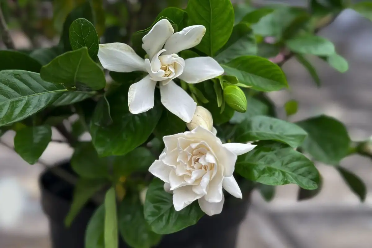 Kuusi kasvia, jotka saavat kokeneenkin viherpeukalon itkemään: älä osta näitä, jos olet aloittelija