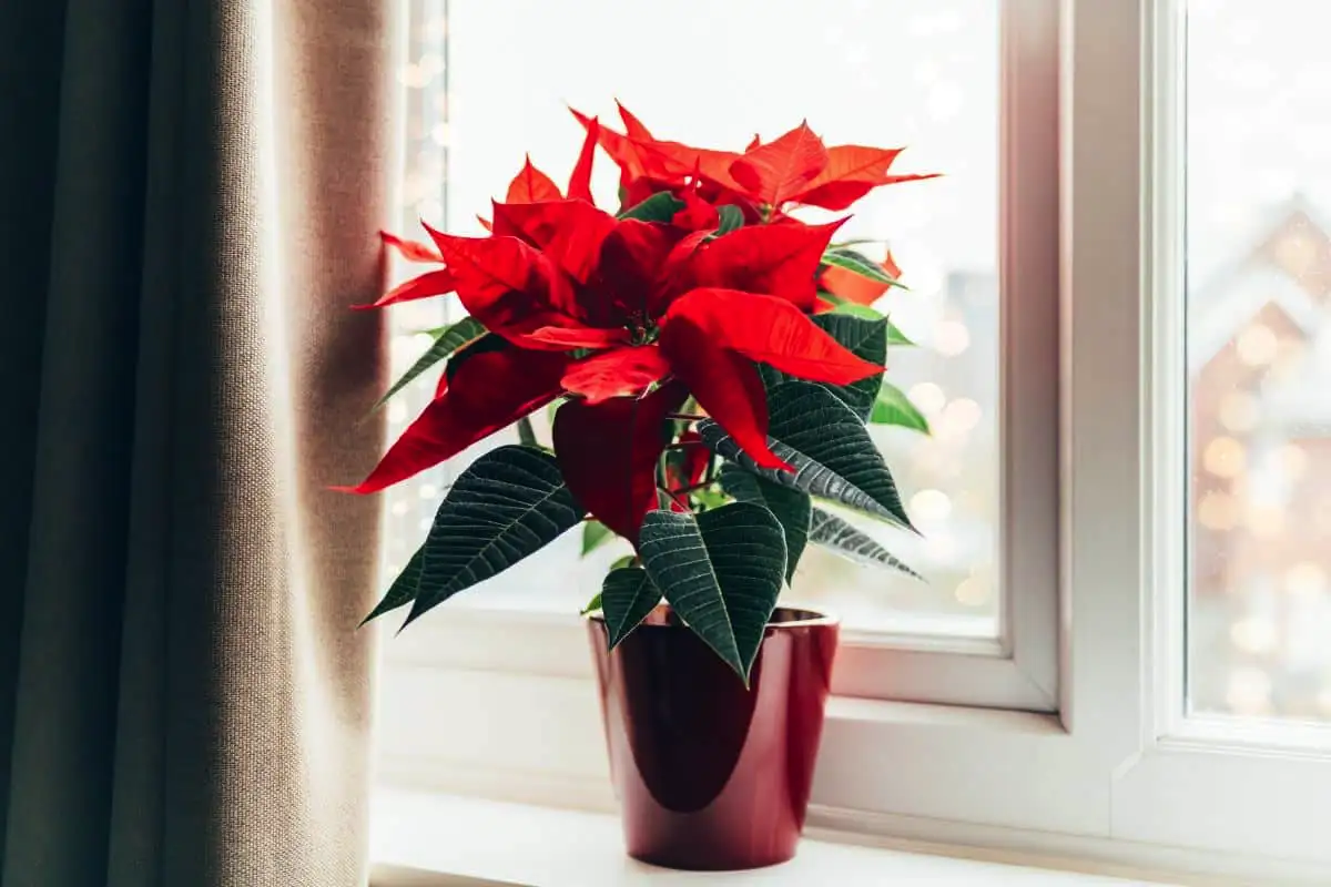 Kuusi kasvia, jotka saavat kokeneenkin viherpeukalon itkemään: älä osta näitä, jos olet aloittelija