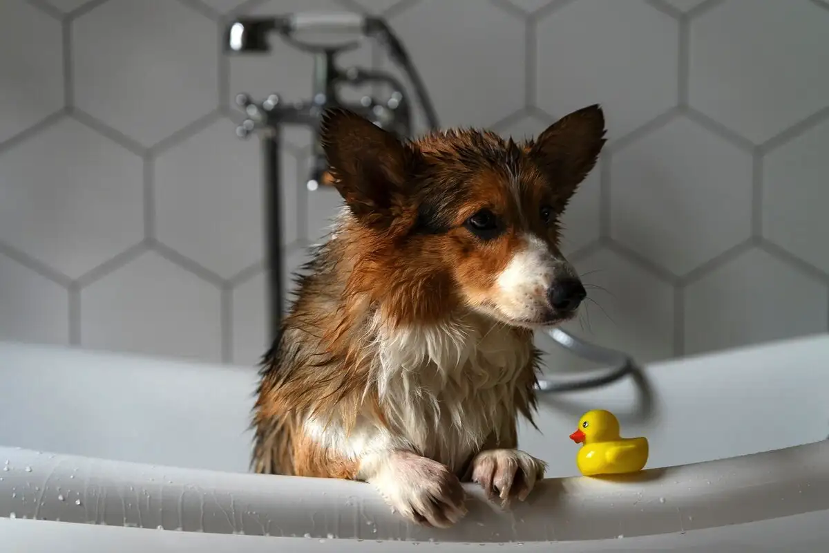 Kuinka usein koira pitää oikeasti pestä? Eläinlääkärin tarkka, tutkitustikin toimiva ohje, joka vapauttaa sinut ikuisesta hajuarvauksesta