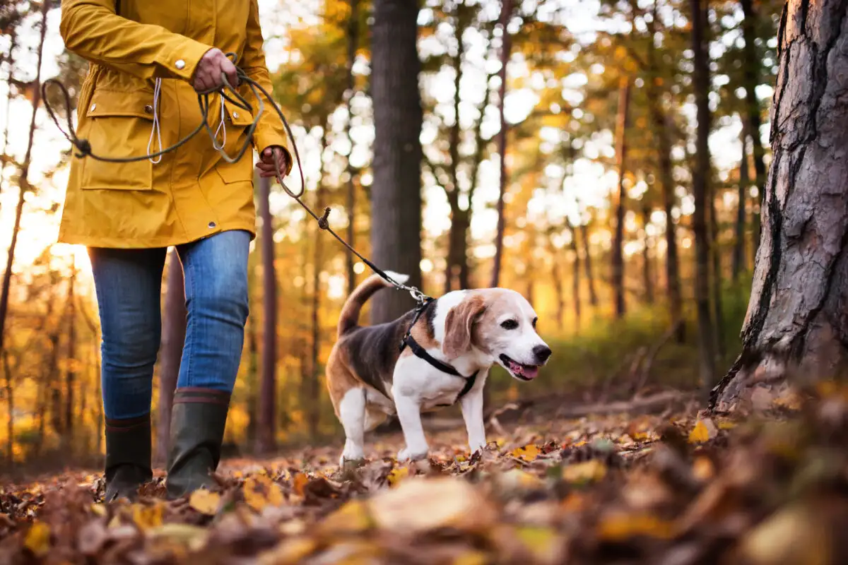 Mitä koiran itku oven takana todella tarkoittaa – eläinlääkärit ja käytösasiantuntijat kertovat koko totuuden