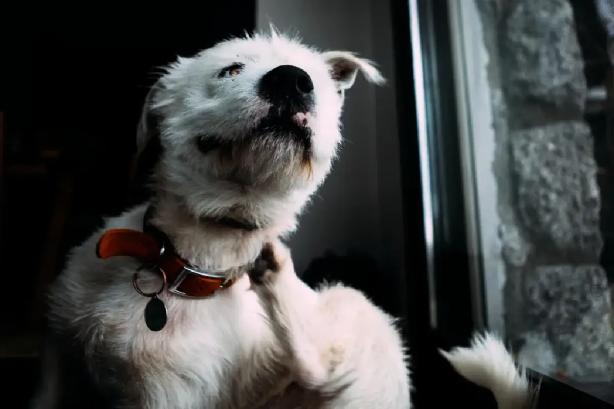 Koiran ruokahaluttomuus – hiljainen huuto, jota ei kannata sivuuttaa