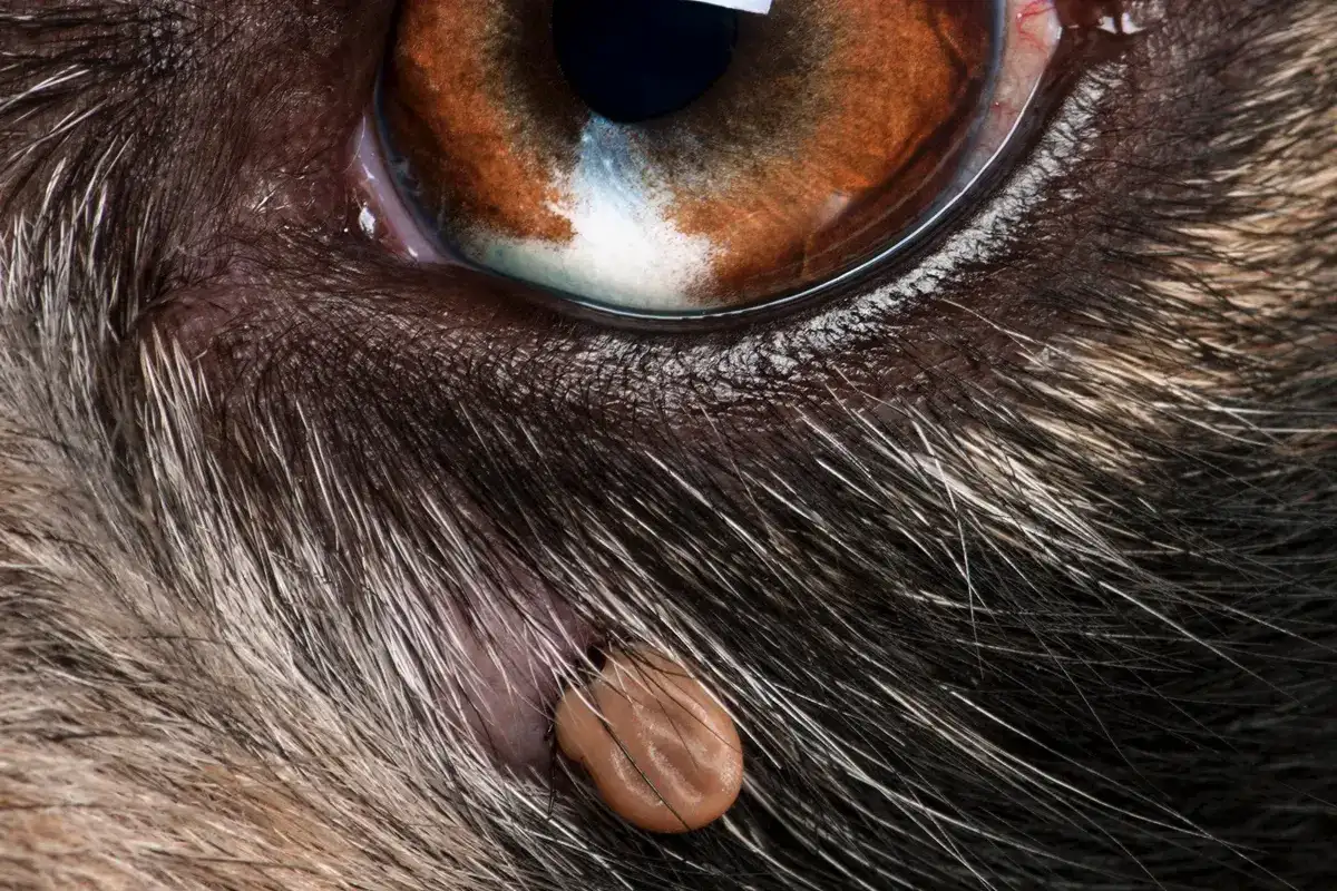 Koiran ruokahaluttomuus – hiljainen huuto, jota ei kannata sivuuttaa