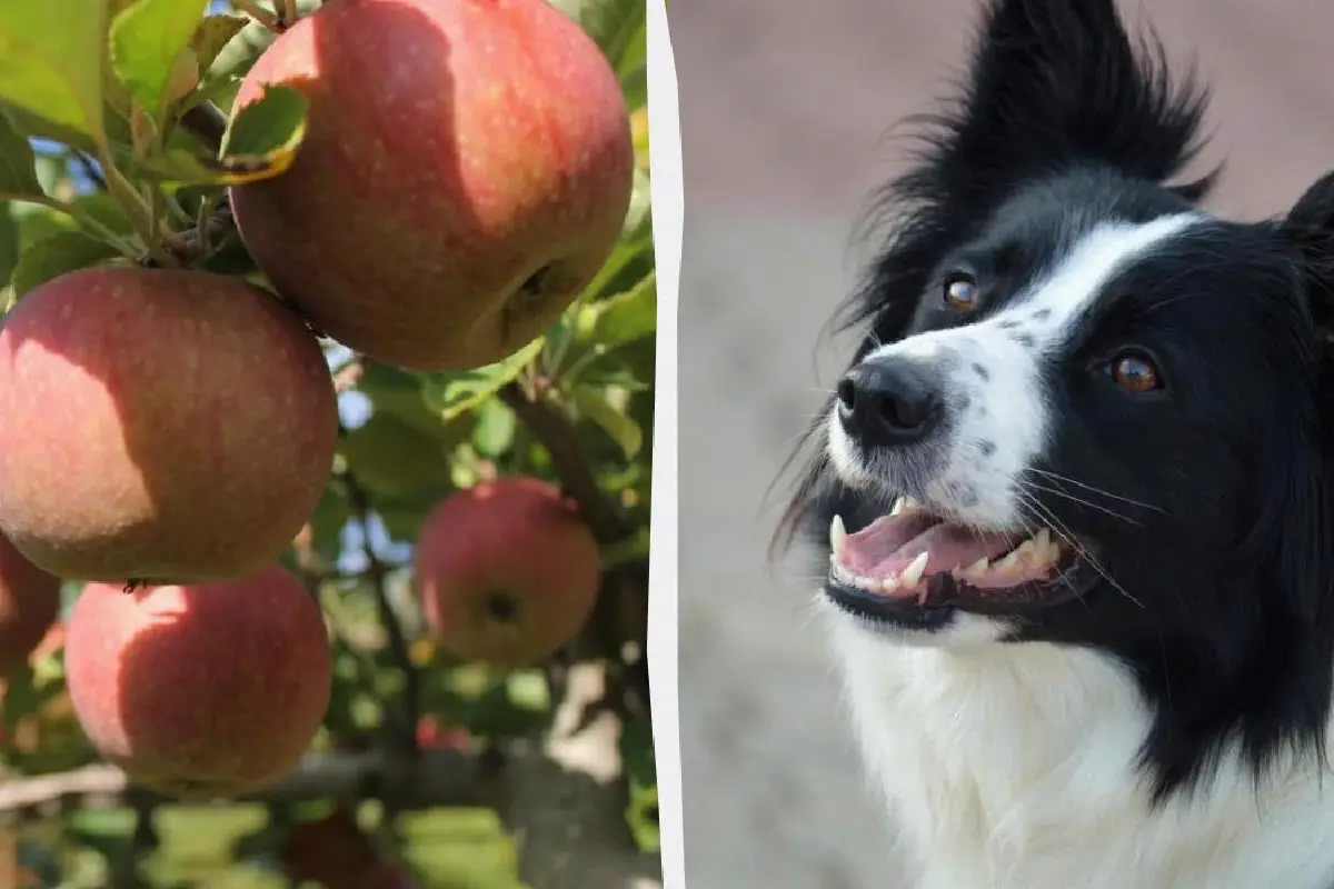 Koirat ja omenat: Turvallinen herkku vai piilotettu riski?