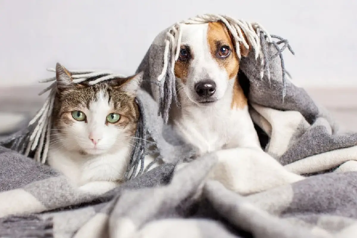 Lemmikki kärsii pakkasesta paljon enemmän kuin sinä – näin pidät koiran ja kissan lämpimänä, terveenä ja onnellisena koko pitkän talven