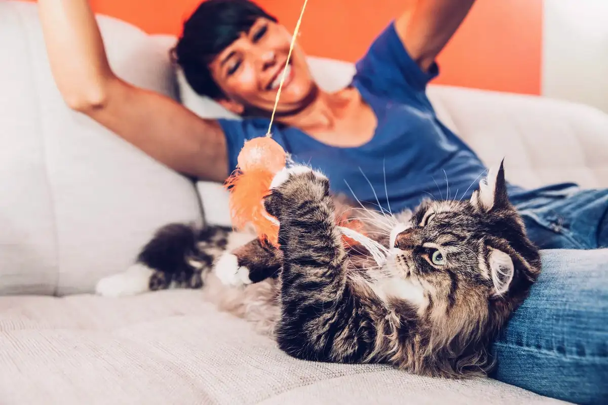 Kuinka paljon liikuntaa kissat tarvitsevat – asiantuntijoiden kattava opas hyvään oloon