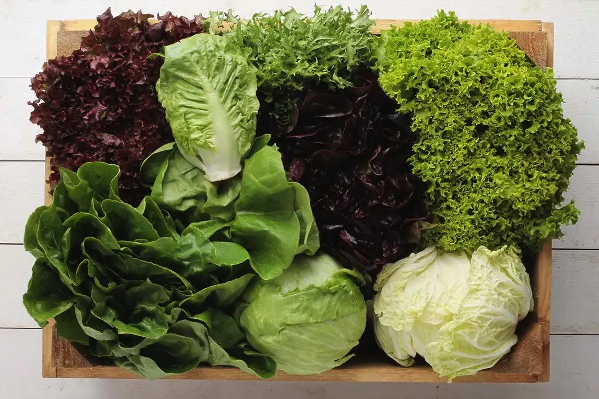 Yli 50-vuotiaan naisen luut eivät heikkene pakosti – nämä viisi ruokaa pitävät ne tiheinä ja vahvoina vuosikymmenestä toiseen