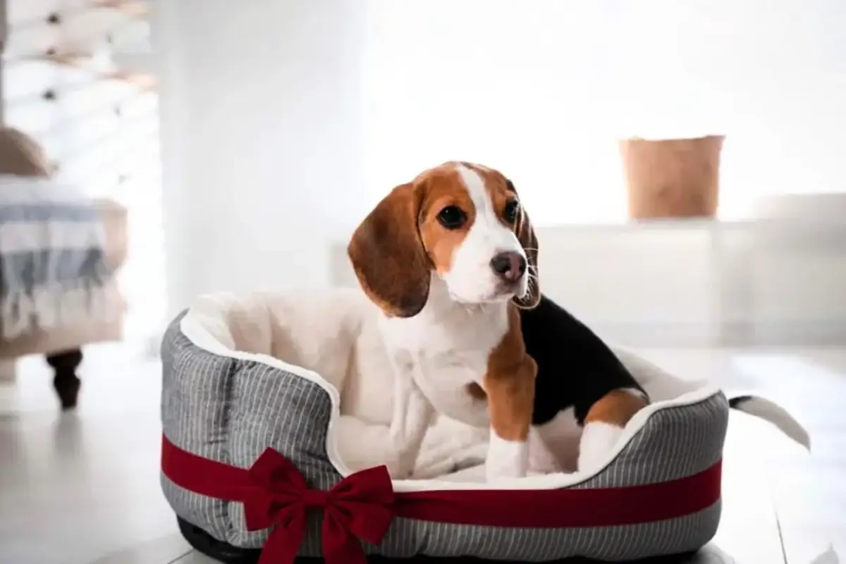 Punainen nauha koiran pedissä – vanha suojarituaali, joka rauhoittaa koiraa ja koko kotia pidemmäksi aikaa kuin uskotkaan