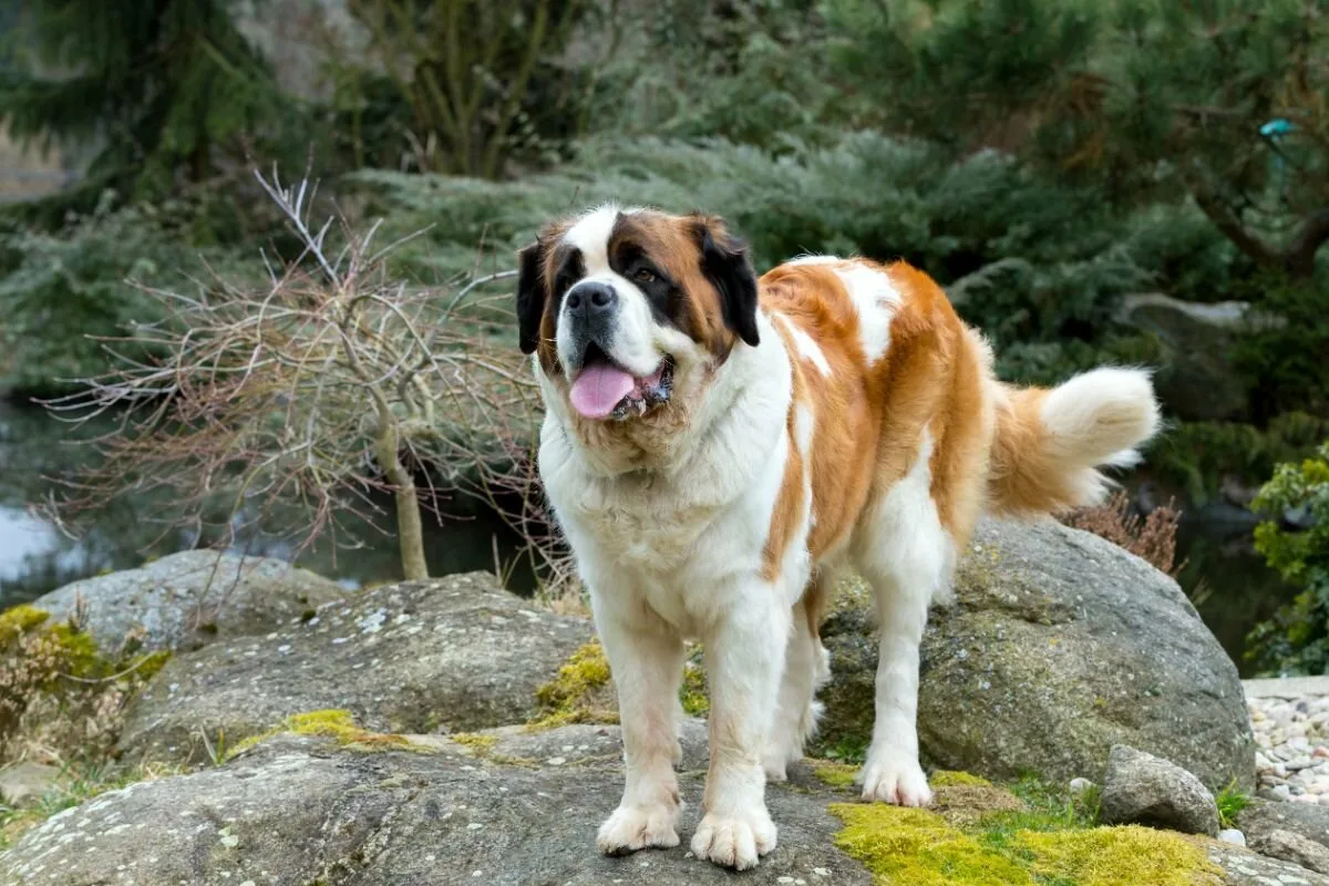 Viisi koirarodut, jotka rakastavat lapsia ja ovat uskollisia perheenjäseniä: lempeitä jättiläisiä ja helliä kavereita