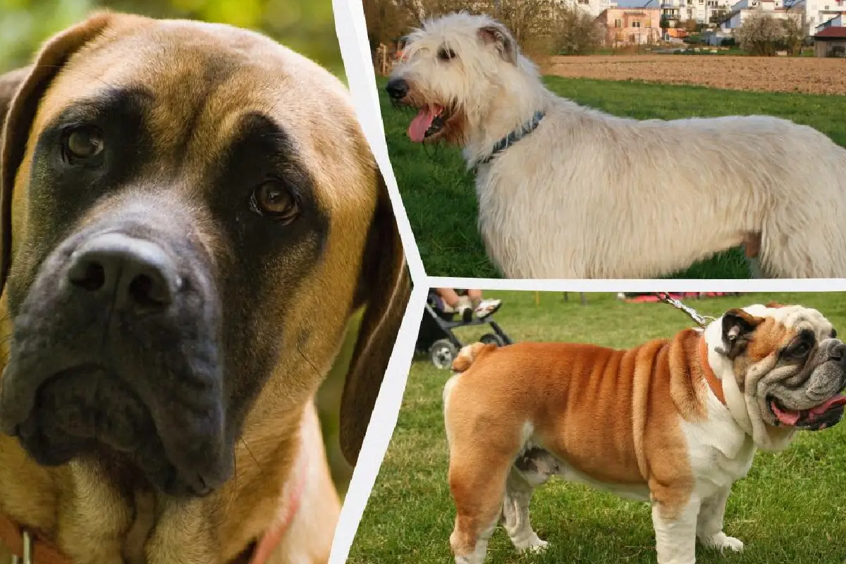 Rauhallisimmat koirarodut: Eläinlääkärit listaavat top-8 rentoa kumppania