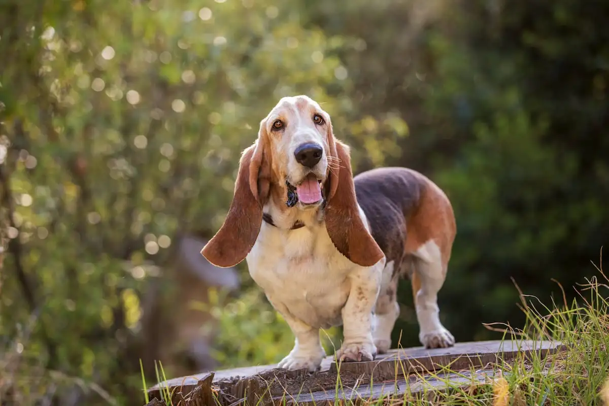 Rauhallisimmat koirarodut: Eläinlääkärit listaavat top-8 rentoa kumppania