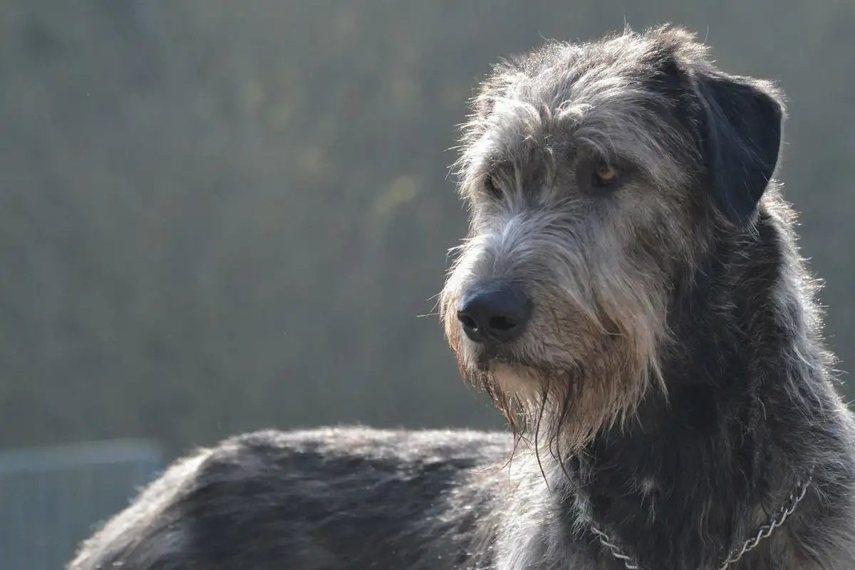 Rauhallisimmat koirarodut: Eläinlääkärit listaavat top-8 rentoa kumppania