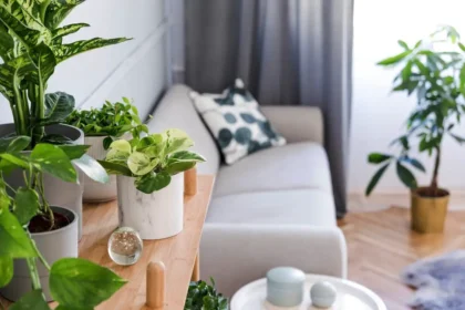 Unelman roikkuva kasvi myynnissä – alle 5 eurolla seinät, hyllyt ja nurkat heräävät eloon