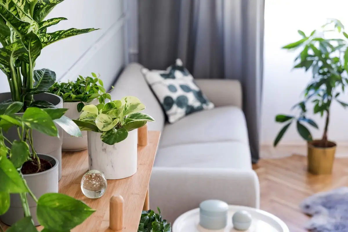 Unelman roikkuva kasvi myynnissä – alle 5 eurolla seinät, hyllyt ja nurkat heräävät eloon