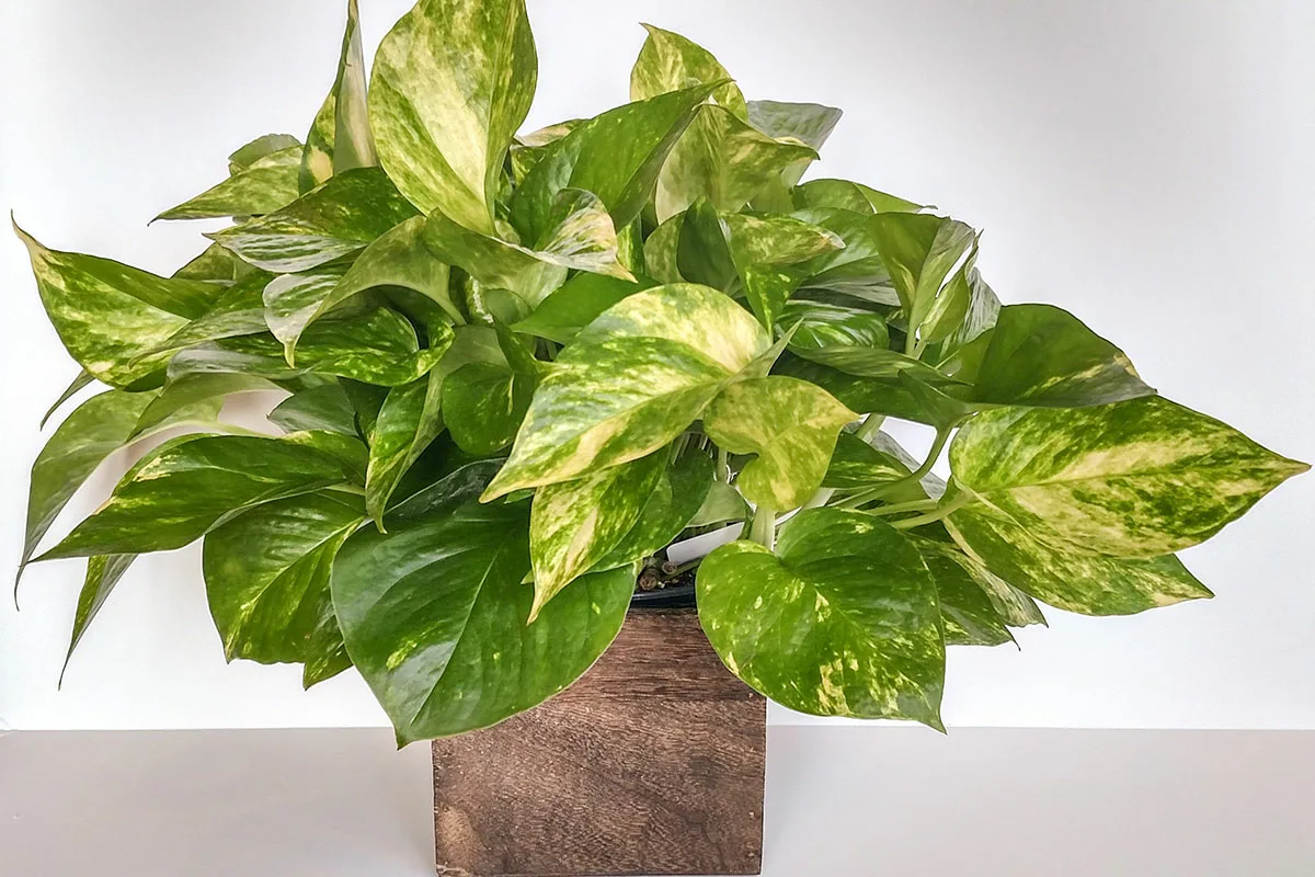 Unelman roikkuva kasvi myynnissä – alle 5 eurolla seinät, hyllyt ja nurkat heräävät eloon