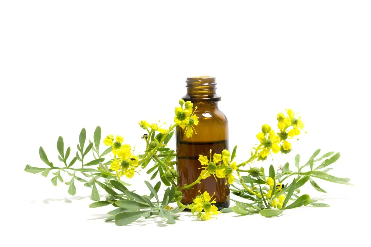 Rutan lehdet kiehuvaksi – yksi kattilallinen muuttaa koko kotisi raikkaaksi keitaaksi, tuhoaa tunkkaisuuden, häätää hyttyset ja antaa sinulle syvemmän unen kuin koskaan