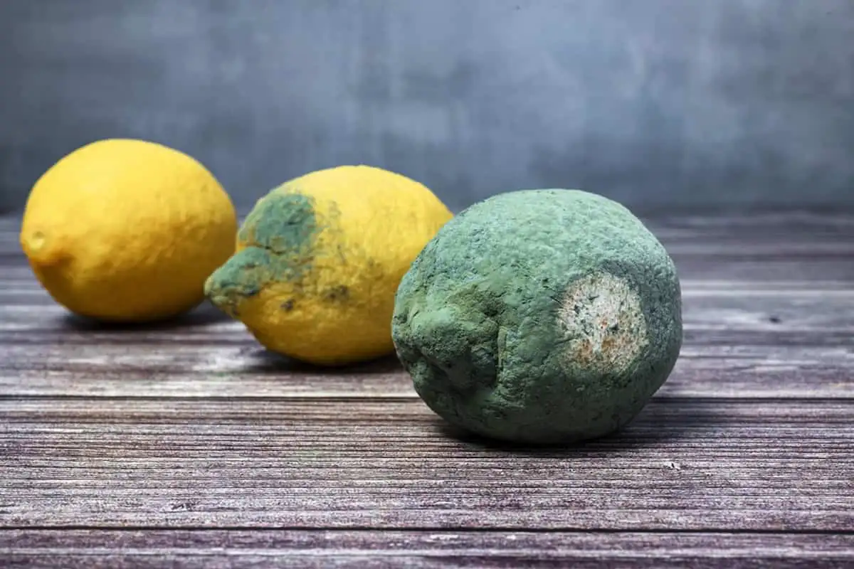 Sitruunat säilyvät kuin uusina jopa 40–45 päivää – tämä lasipurkkitemppu on pelastanut tuhannet hedelmät roskiin menemästä